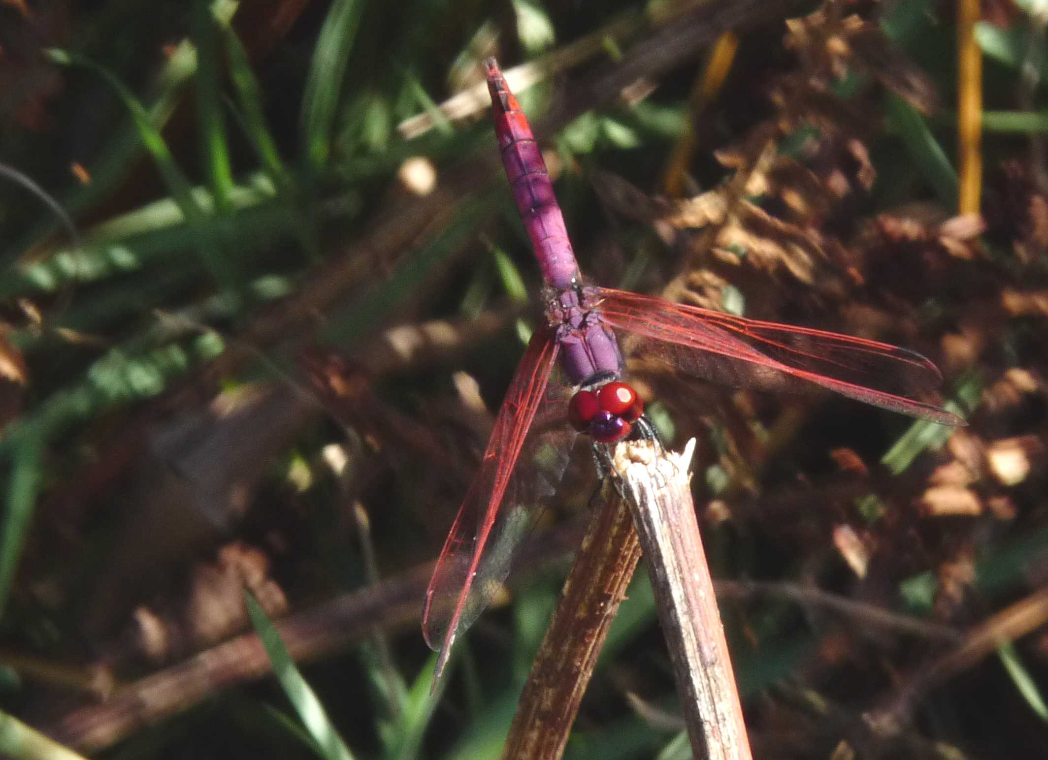 Trithemis annulata